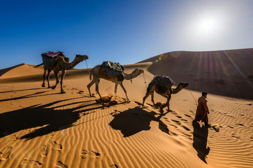 Trekking in cammello al tramonto nel deserto del Sahara marocchino