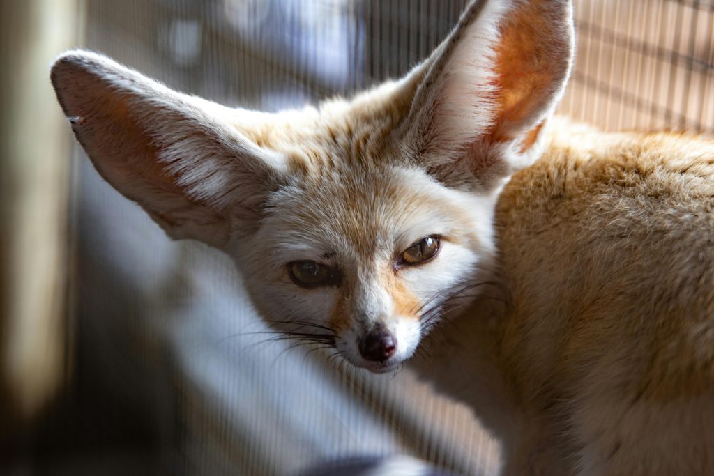 Volpe fennec marocchina nel deserto